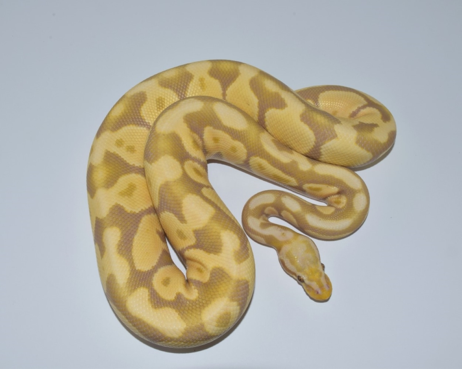 Pastel Candy Ball Python by Antique City Pythons LLC - MorphMarket
