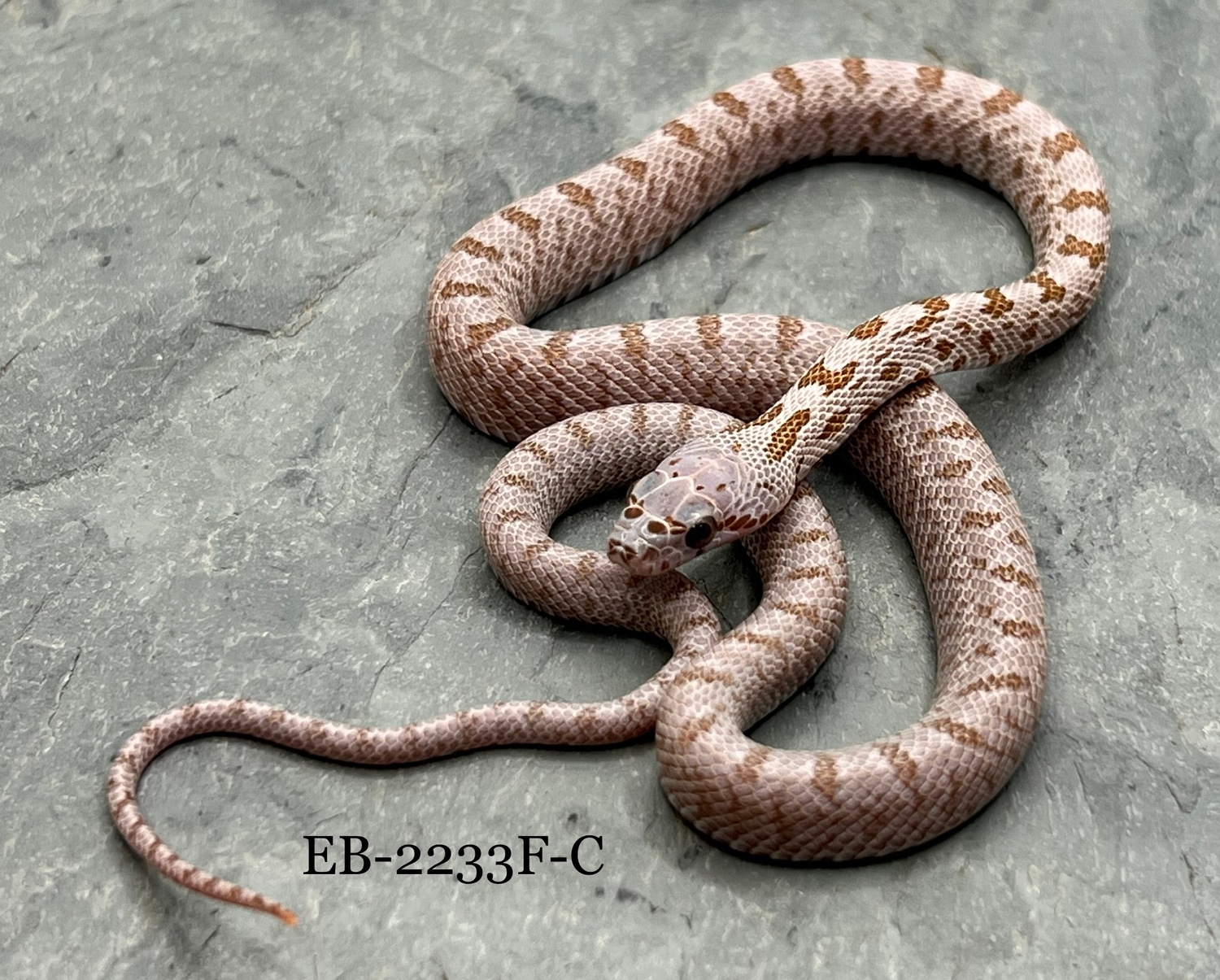 Hypo Baird's Rat Snake by The Captive Bred Studio Inc. MorphMarket