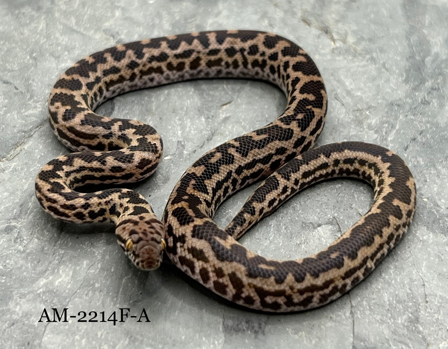 Het. Granite Spotted Python by The Captive Bred Studio Inc. - MorphMarket
