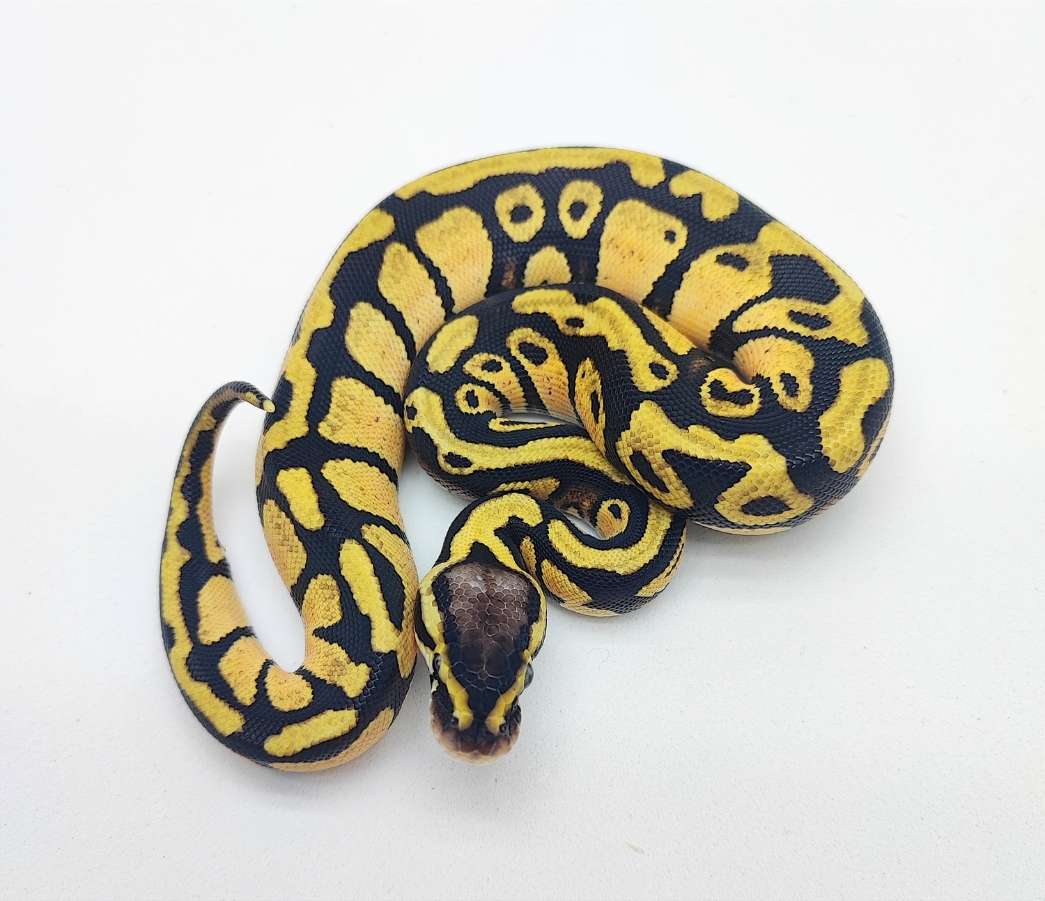 Pastel 2het Dg/clown 50%het Pied Ball Python by AP-Ball Python ...