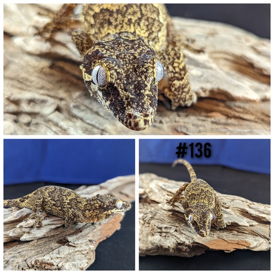 Retic Gargoyle Gecko by AO Geckos
