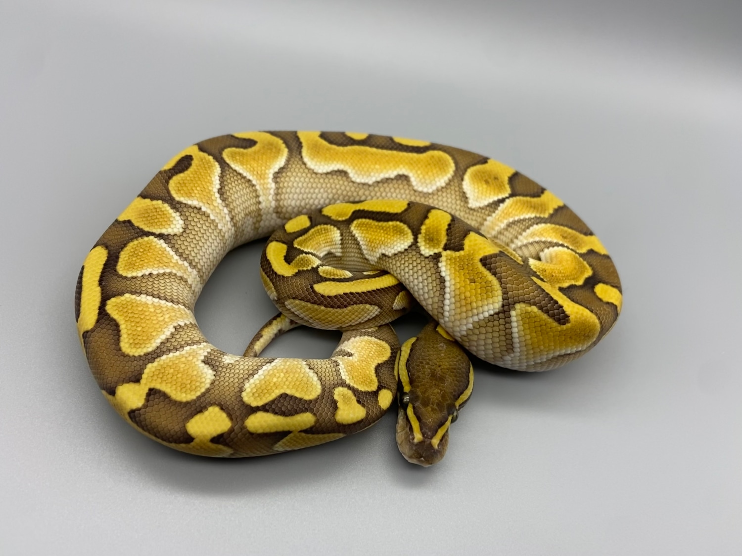 Butter Ghost Ball Python by 512 Reptiles - MorphMarket