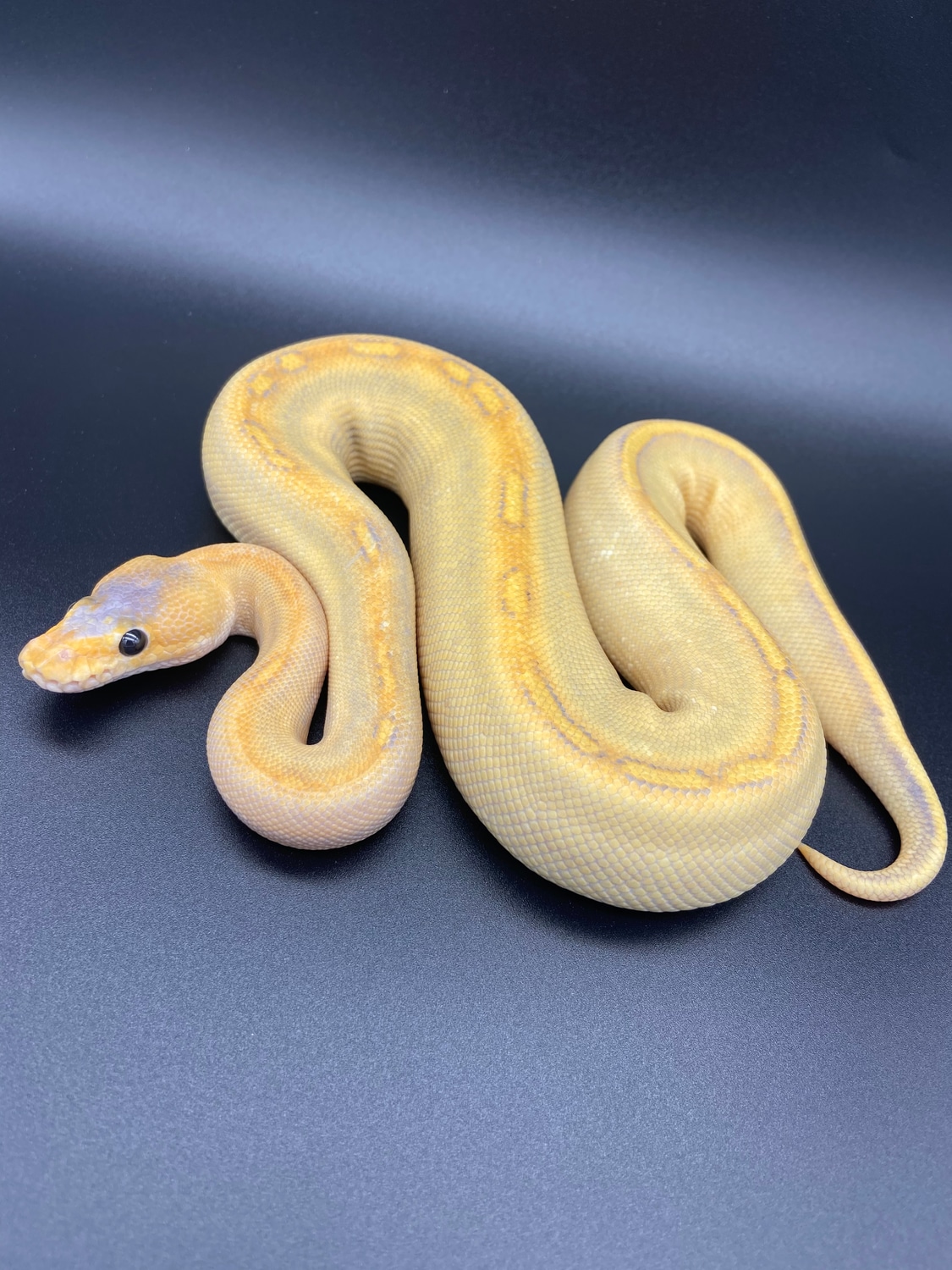 Mimosa Ball Python by 512 Reptiles MorphMarket