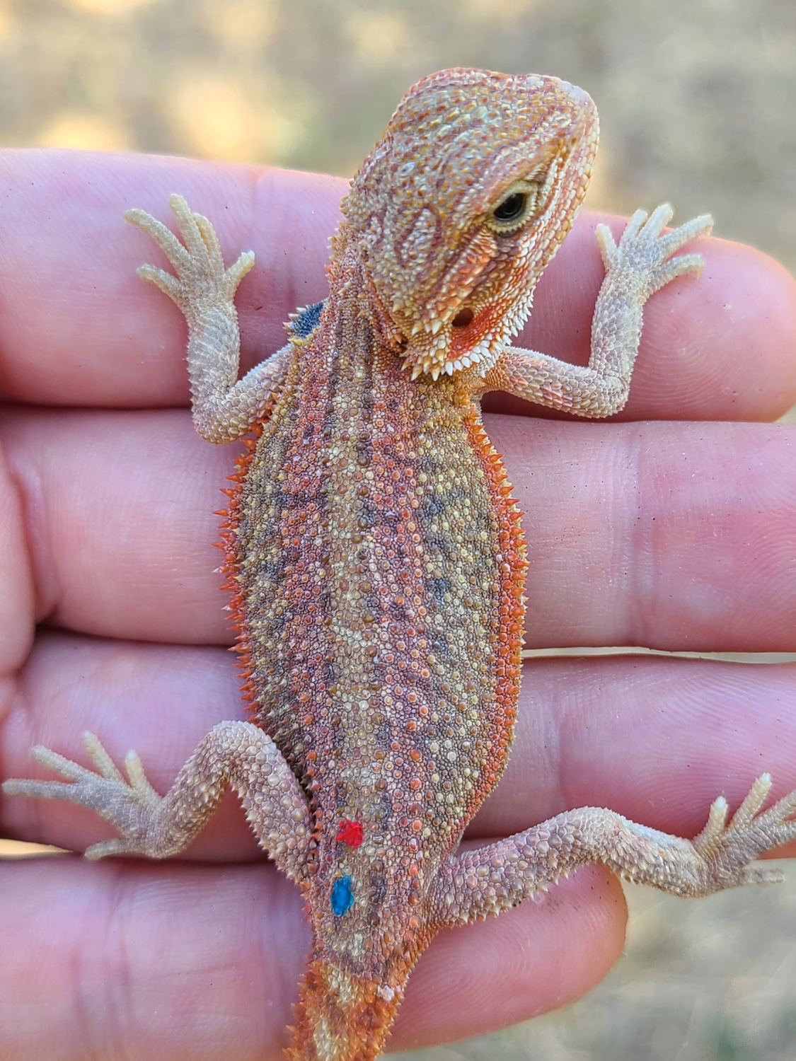 Hypo Translucent Dunner Central Bearded Dragon by Rich Exotics Plus MorphMarket