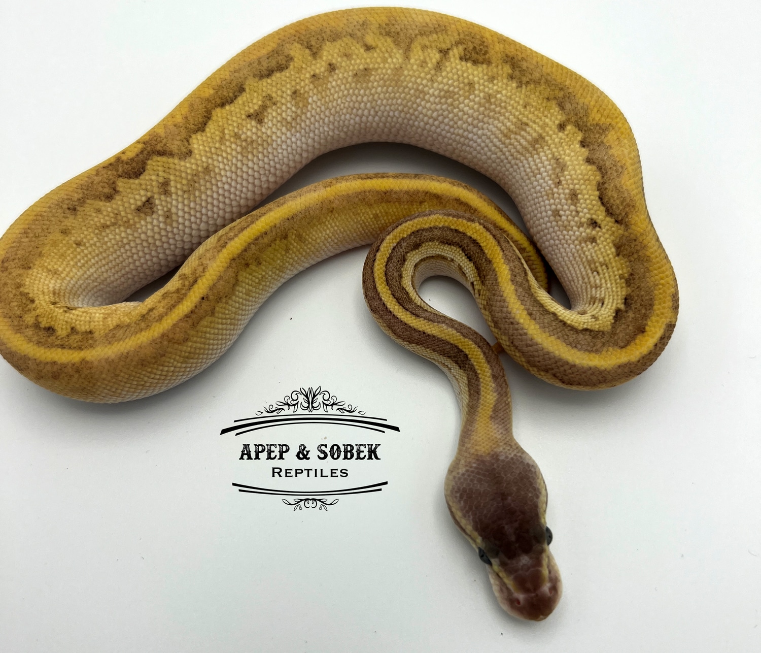 Butter Pastel Pinstripe Ball Python by Apep and Sobek Reptiles ...