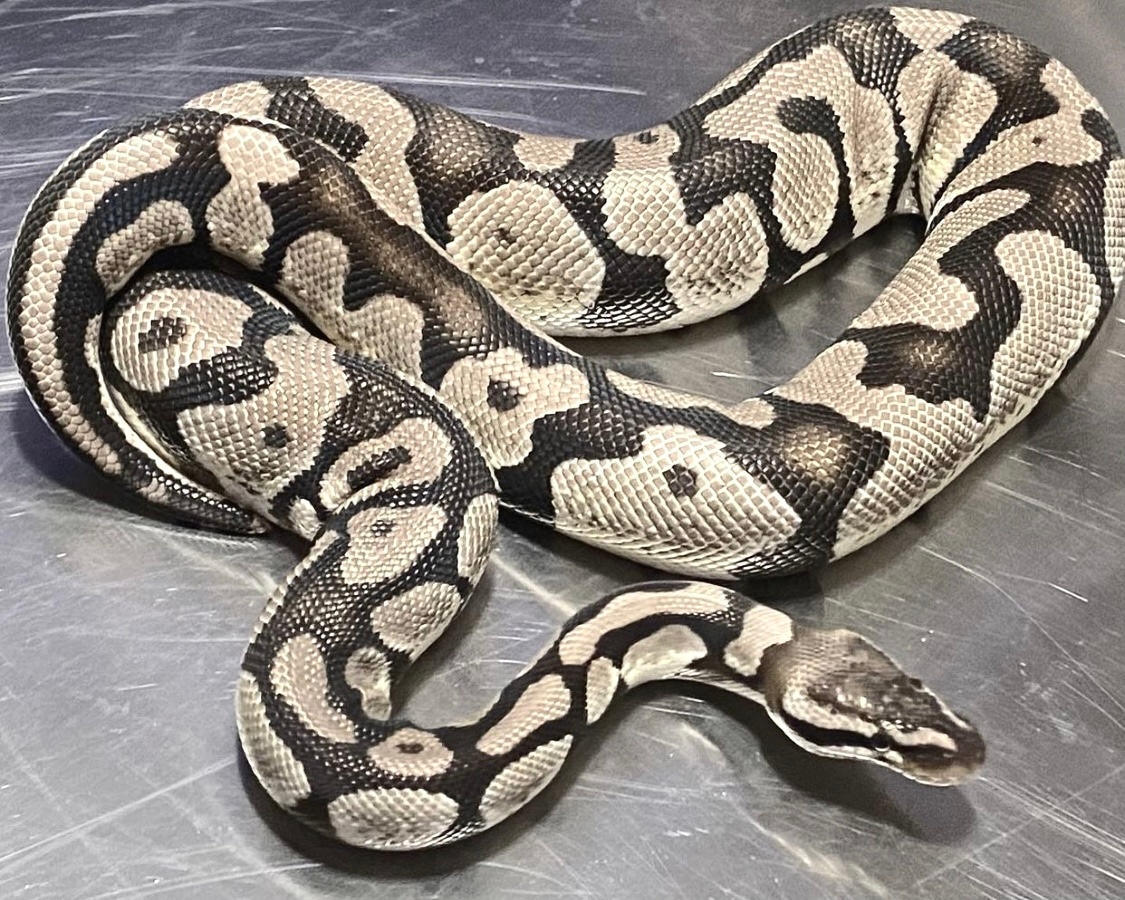 VPI Axanthic Pastel BREEDER Ball Python by Apex Mutations - MorphMarket