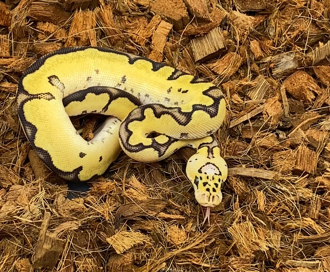 Firefly Clown Ball Python by Apex Mutations - MorphMarket