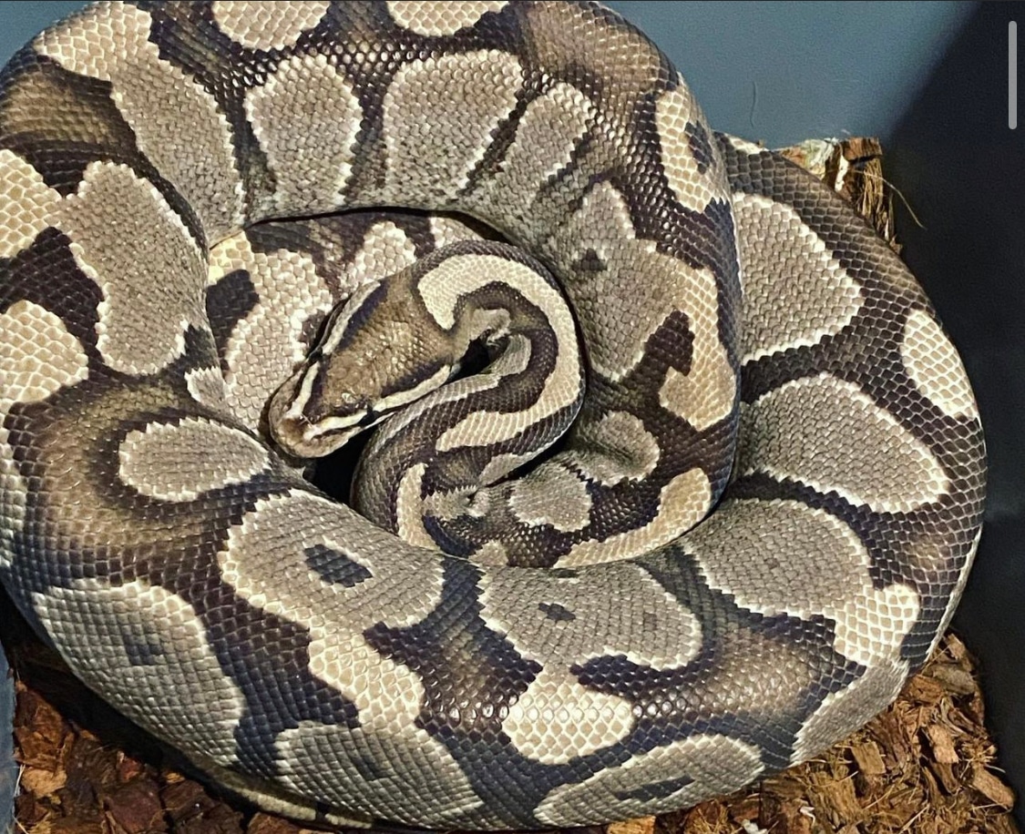 Fire 100% Het VPI Axanthic Ball Python by Apex Mutations - MorphMarket