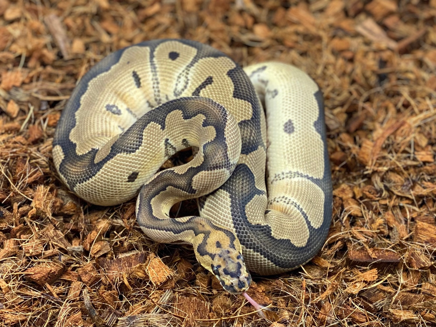 Clown 66% Het VPI Axanthic Ball Python by Apex Mutations - MorphMarket