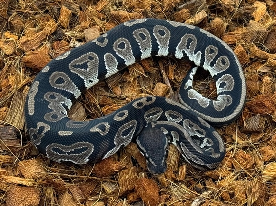 Python All-in-One For Dummies (For Dummies: Learning Made