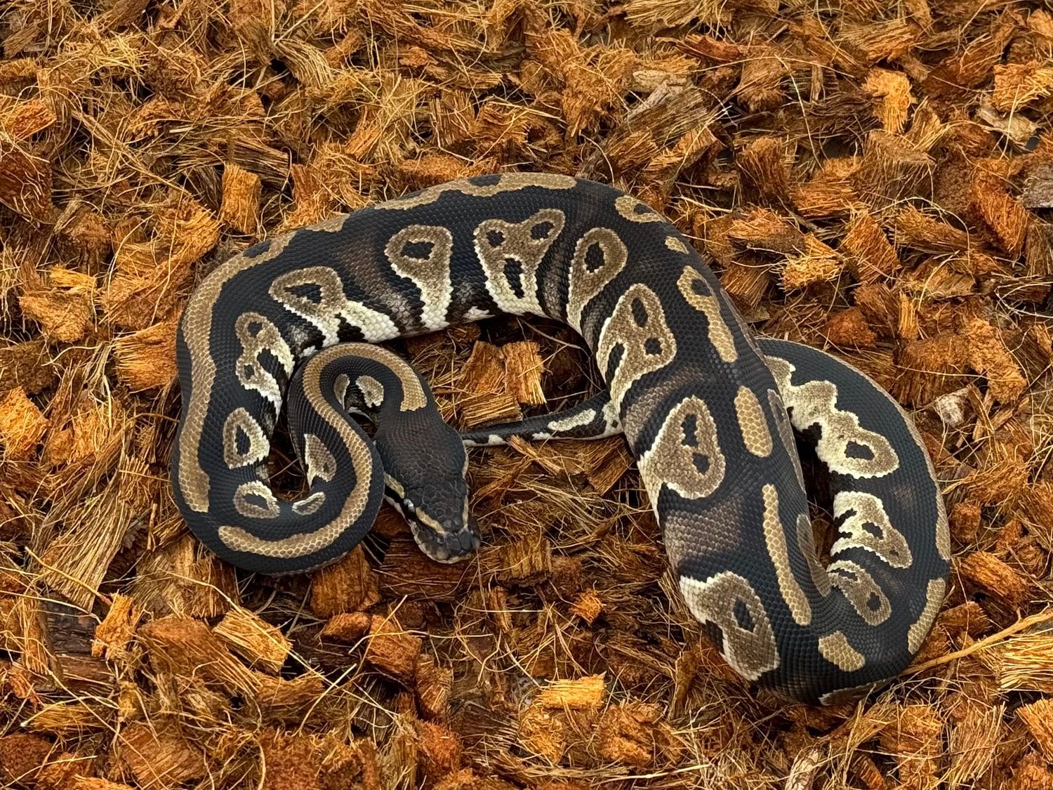 Blackhead 66% DH VPI Axanthic Pied 50% Het Albino