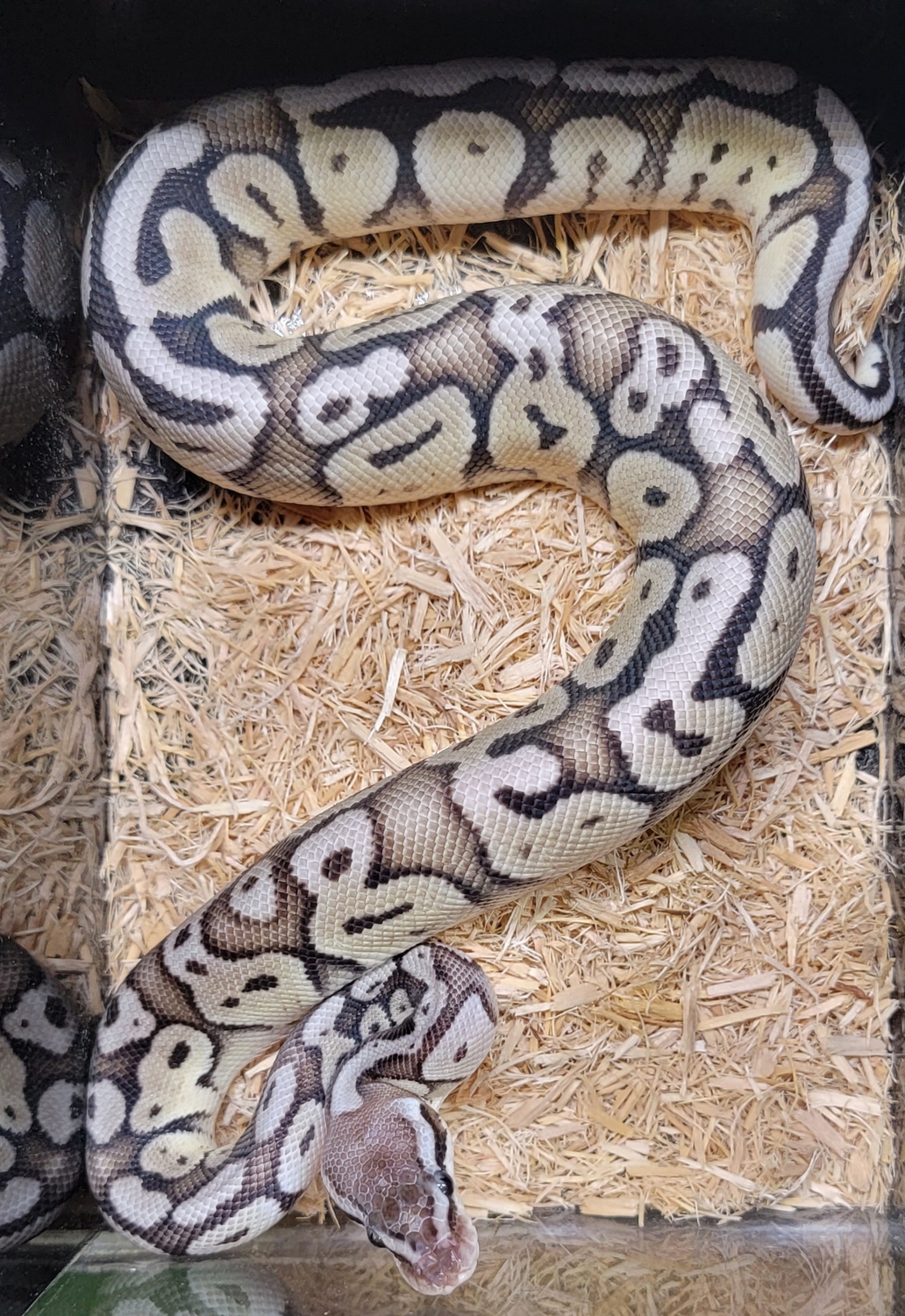 Axanthic Super Pastel 21-007 Ball Python by A+ Serpents - MorphMarket