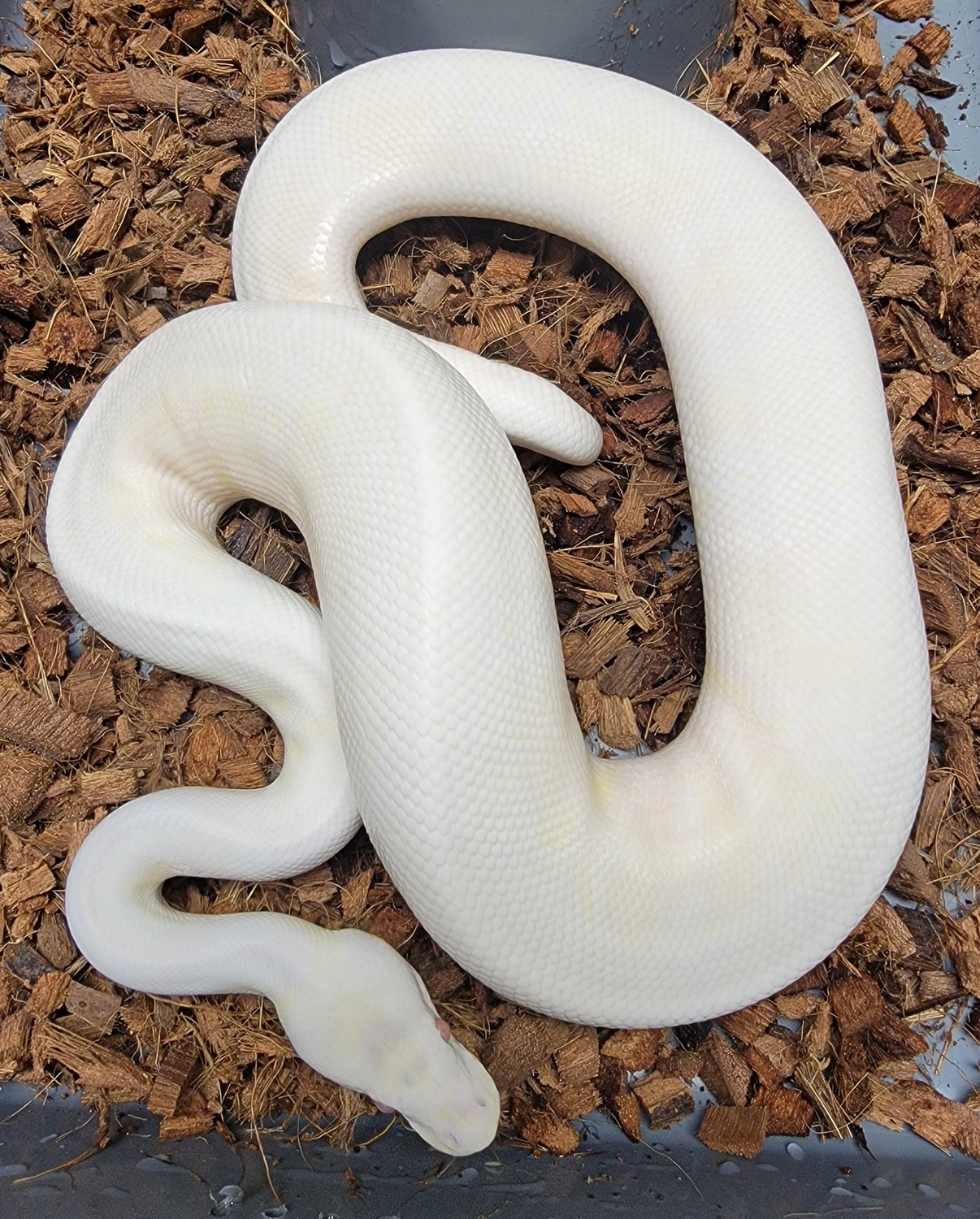 Snow Ball Python by A+ Serpents - MorphMarket