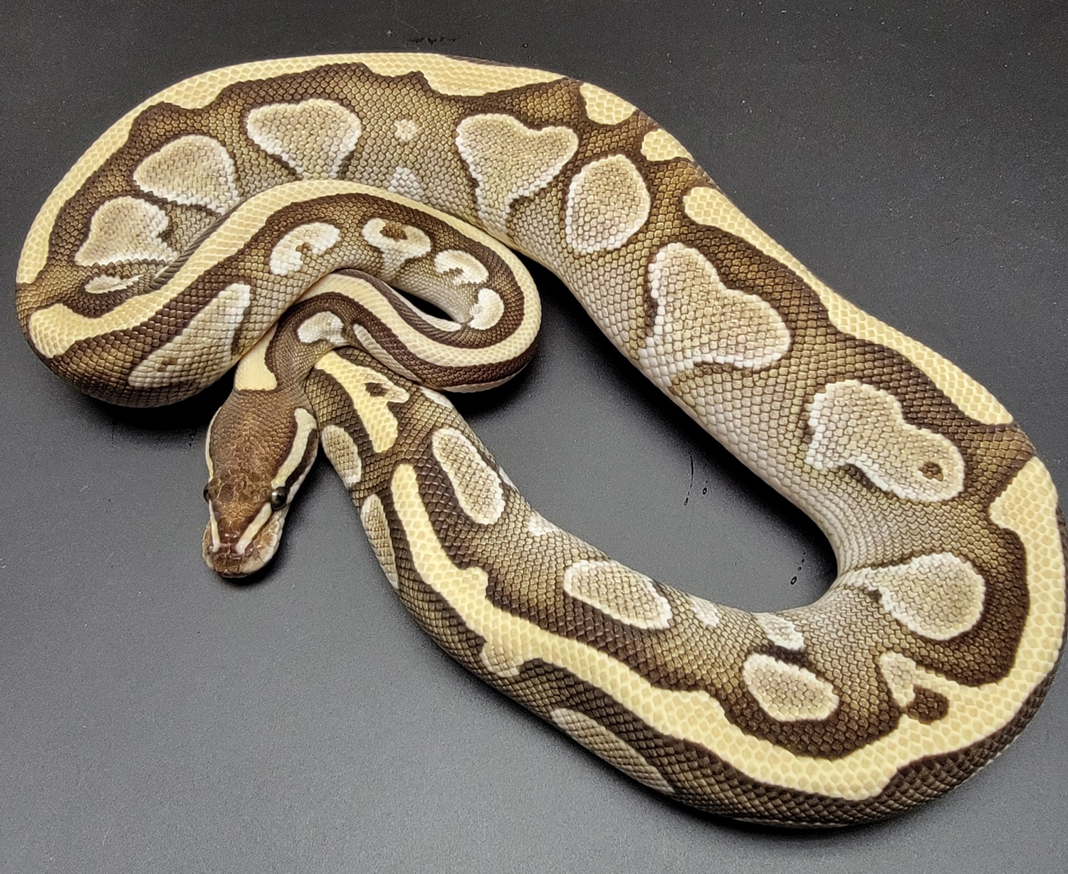 Lesser Het. Snow Ball Python by A+ Serpents - MorphMarket