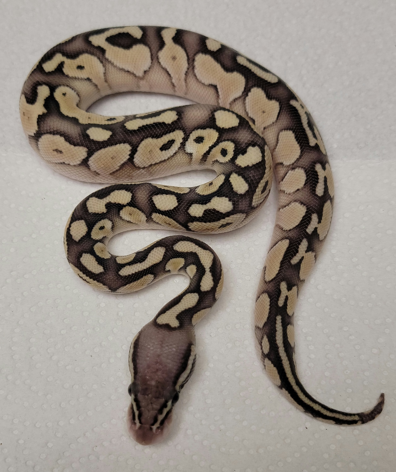 Lesser Pastel Fire Het Axanthic (VPI) Ball Python by A+ Serpents ...