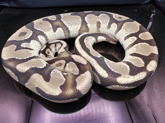 Orange Dream Fire Het Ghost Ball Python by A Plus Exotics