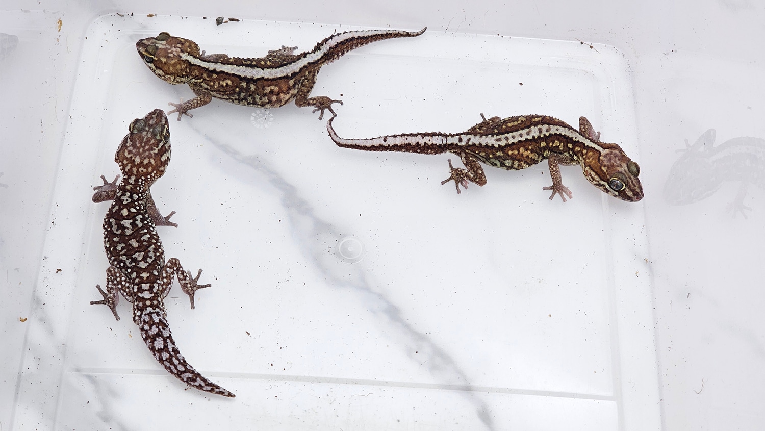 Pitus Gecko High Red Pictus Gecko Males