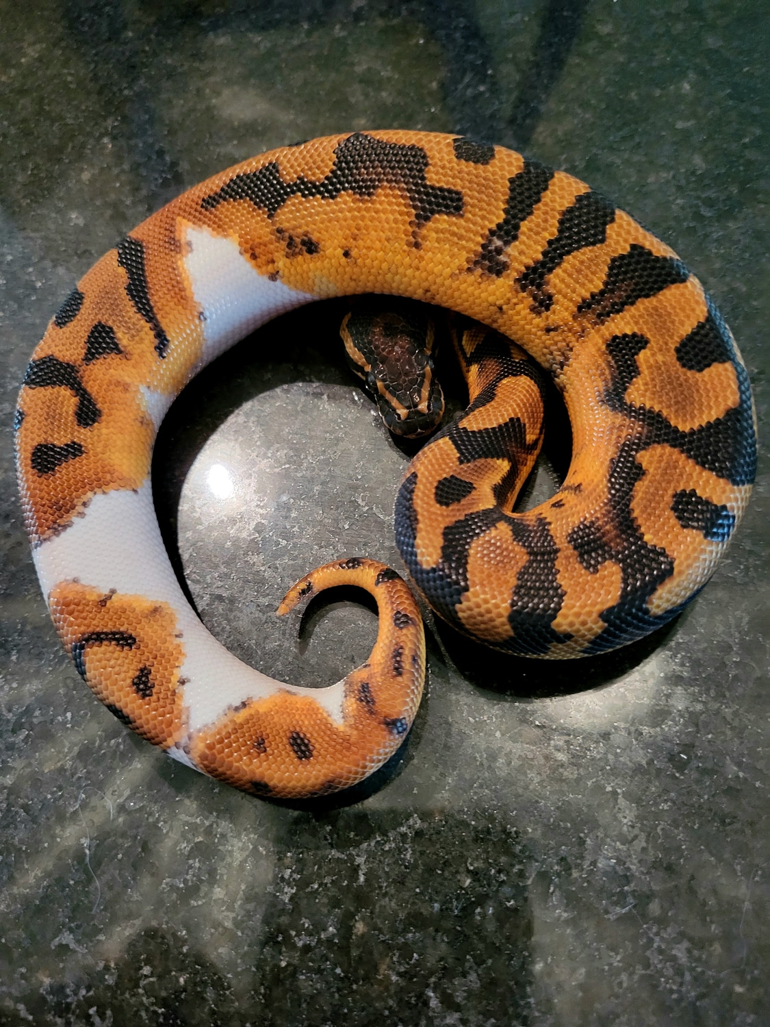 Piebald Het Dreamsicle Ball Python by Apple Pie Pythons - MorphMarket