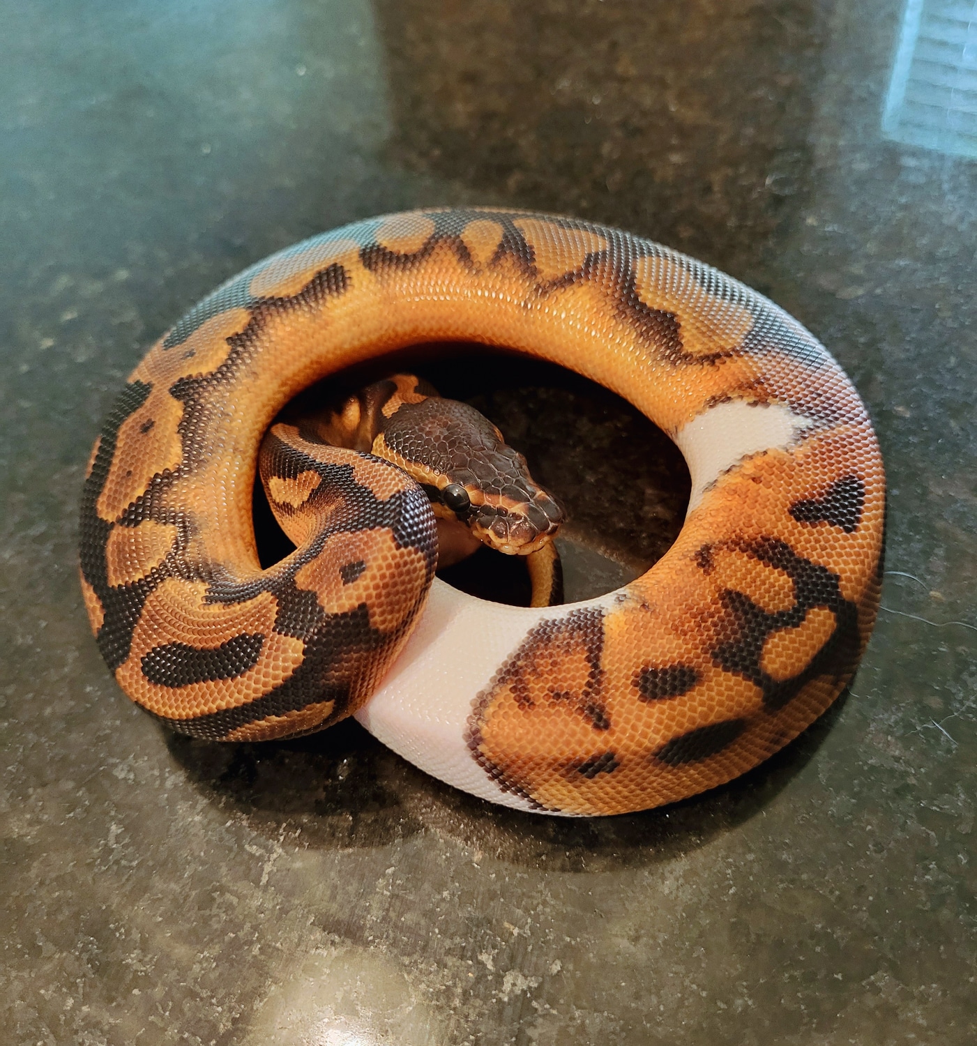Piebald Het Dreamsicle Ball Python by Apple Pie Pythons - MorphMarket