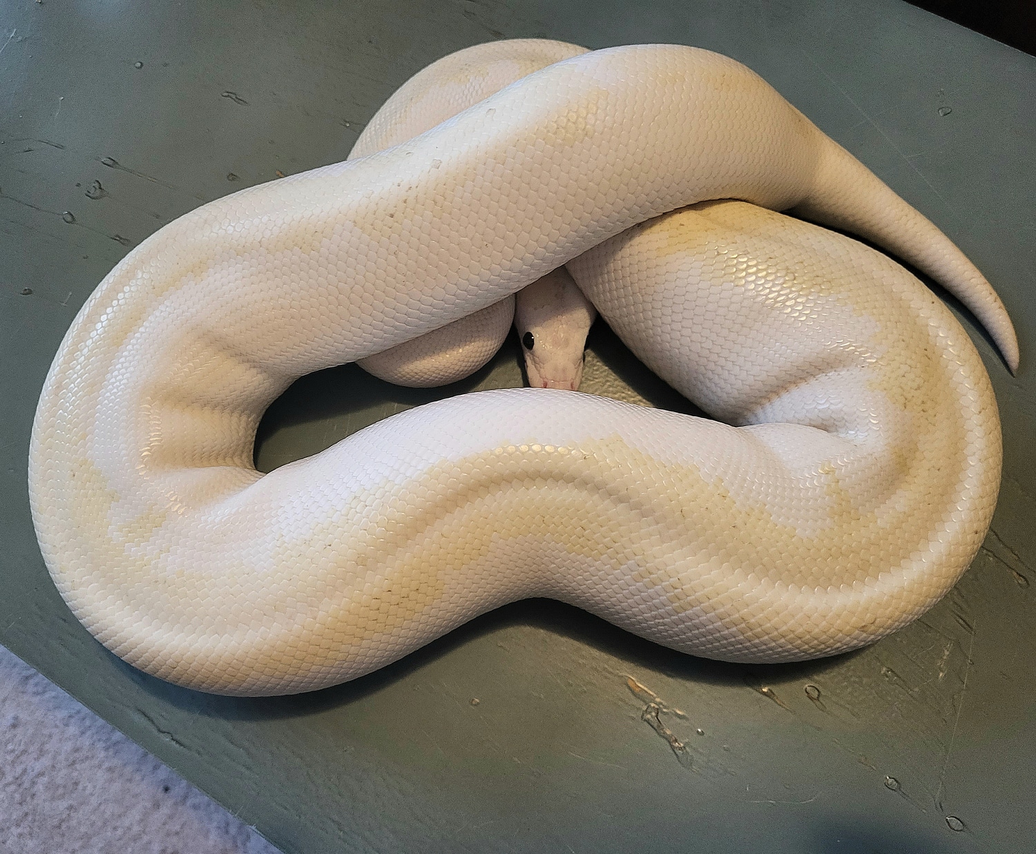 Super Fire Female Ball Python by Apple Pie Pythons - MorphMarket