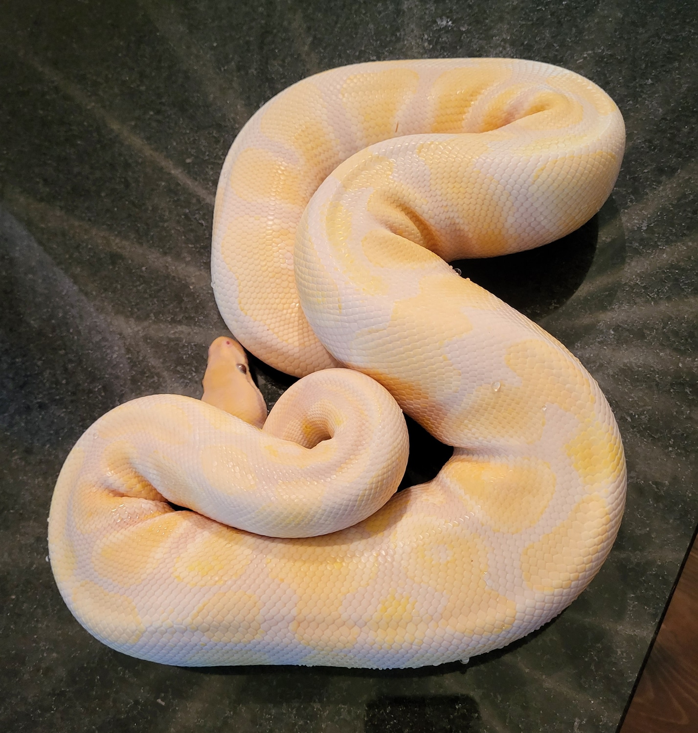 Breeding Pair Of Dreamsicle Makers Ball Python by Apple Pie Pythons