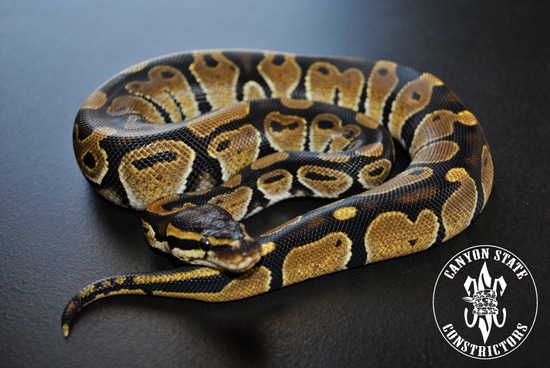 Normal Ball Python by Canyon State Constrictors