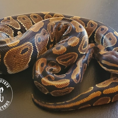 Pinstripe Mojave 