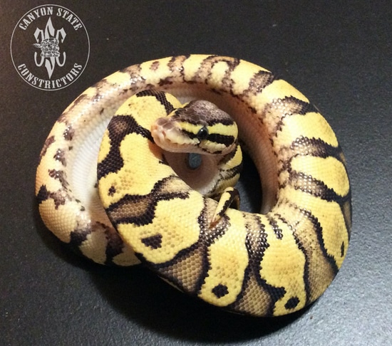 Fire Pastel "Firefly" Ball Python by Canyon State Constrictors