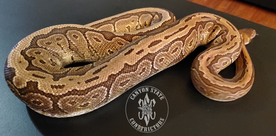 Pinstripe Mojave 