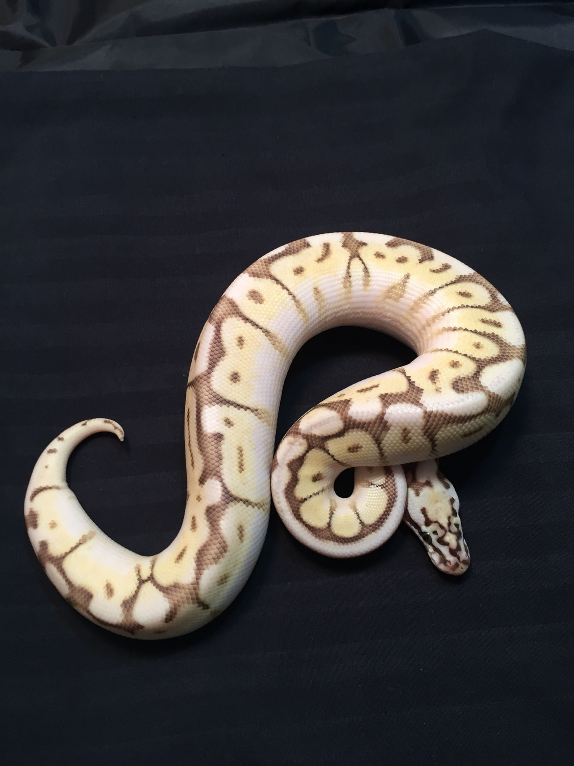 Queen Bee Ball Python by Aquariums Wholesale and Pet Supply - MorphMarket