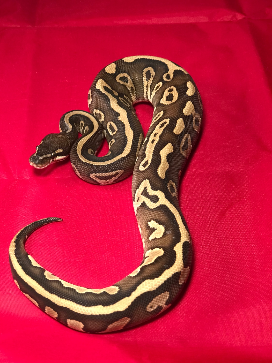 Leopard Lesser Ball Python by Aquariums Wholesale and Pet Supply