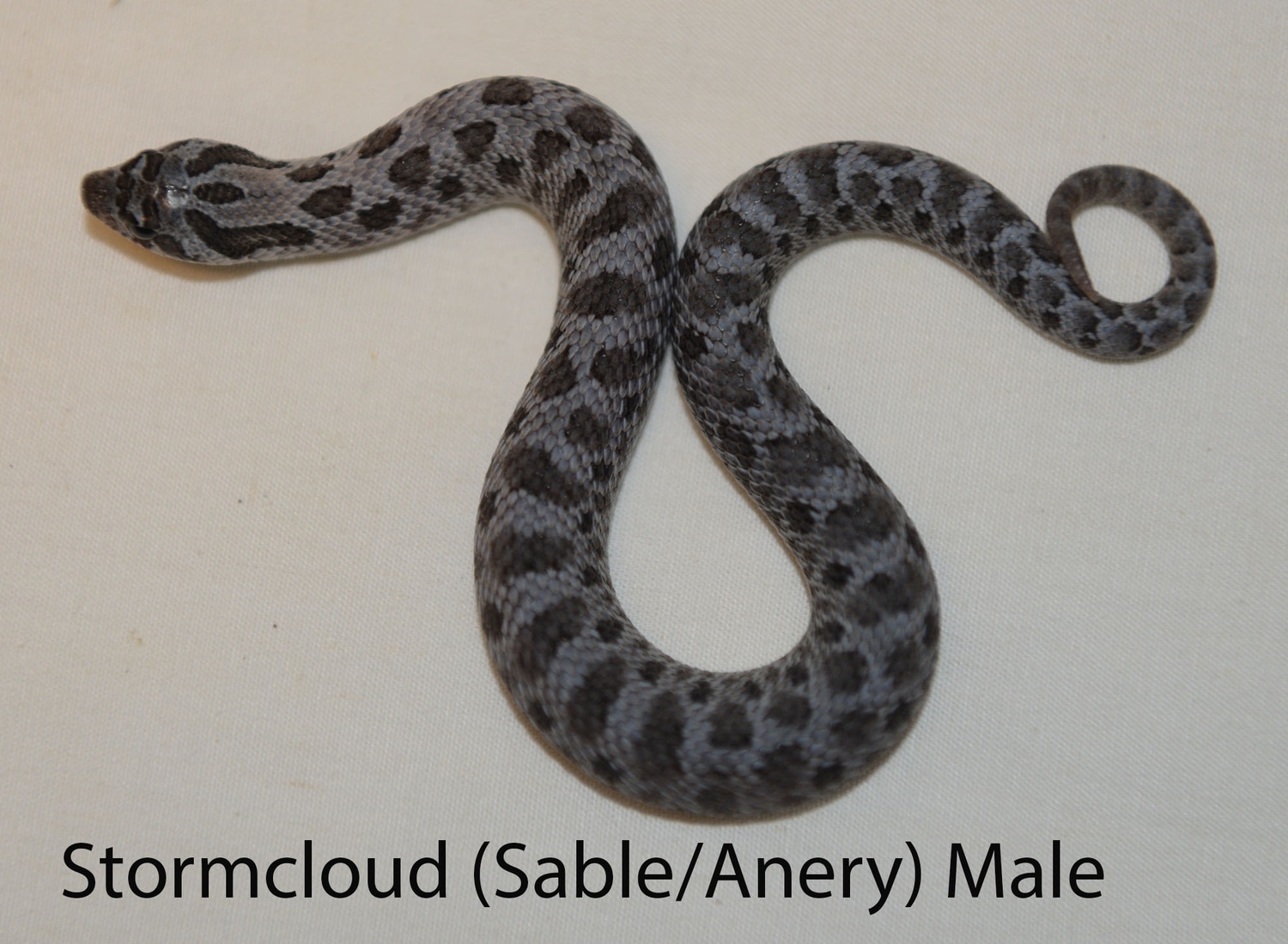 Stormcloud Western Hognose by HC Premium Reptiles MorphMarket