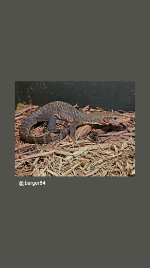 CB Torch Monitor(V.Obor) CB Import Other Monitor by Aquatic N Exotic Inc.