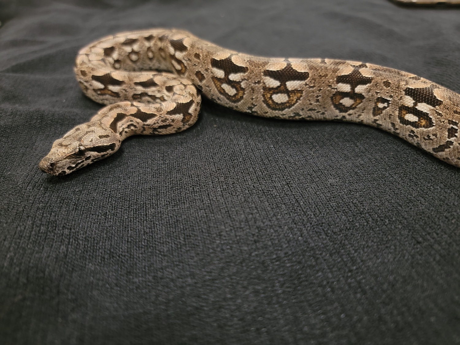 Dumerils Boa Ground Boa by Aquatic N Exotic Inc. MorphMarket