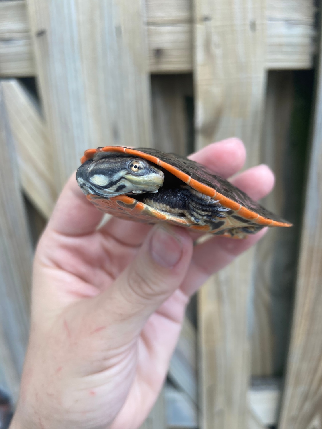 Geoffrey’s Side Neck Side & Snake-necked Turtle by Aquatic N Exotic Inc ...