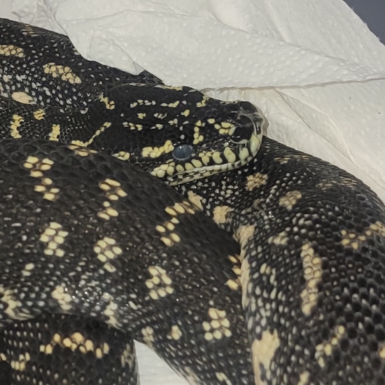 Diamond Python Diamond Carpet Python by Aquatic N Exotic Inc.