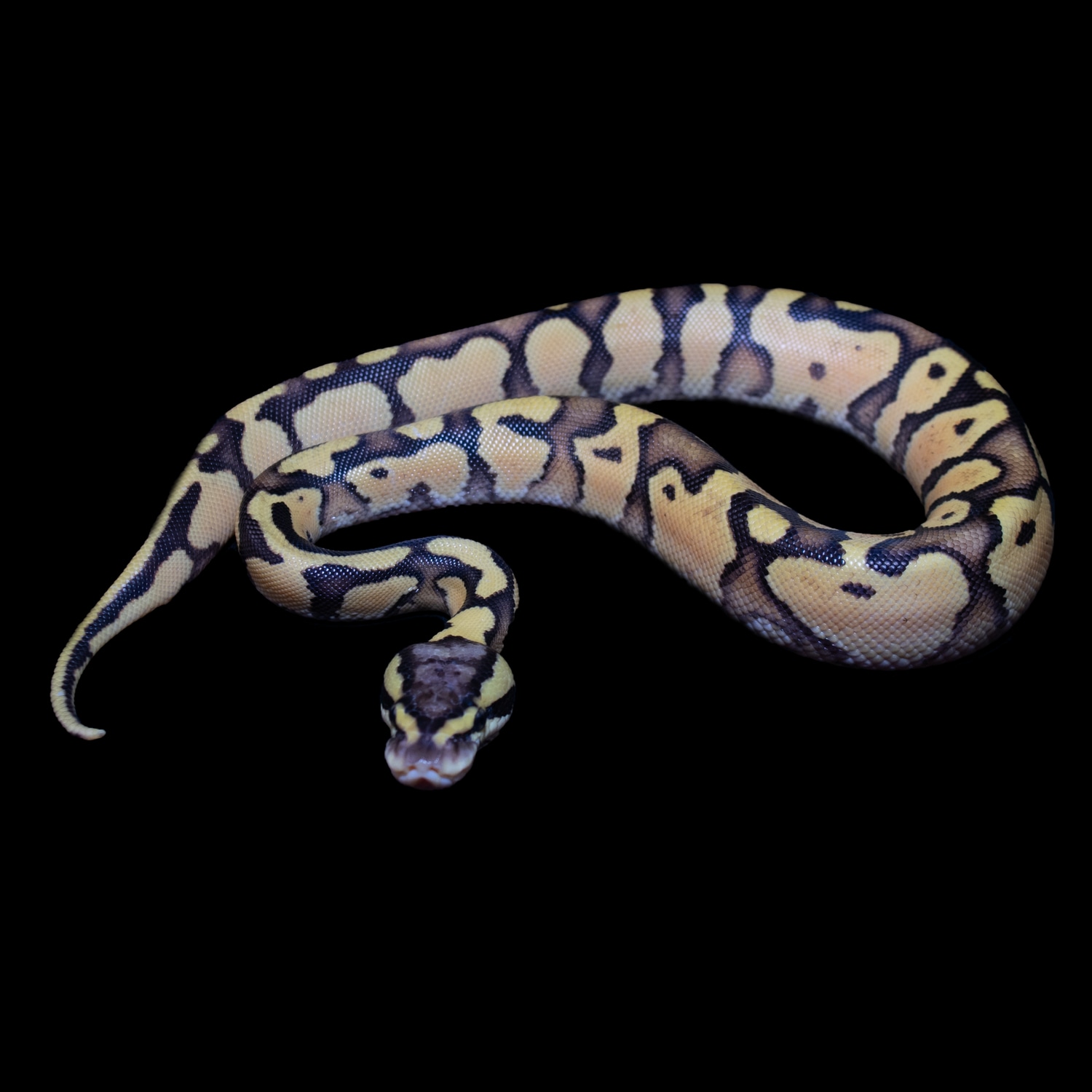 Firefly Ball Python by Arachnid Shop - MorphMarket