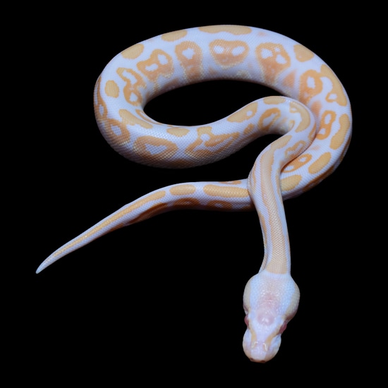 Black Pastel Albino 50% Het Pied Ball Python by Arachnid Shop