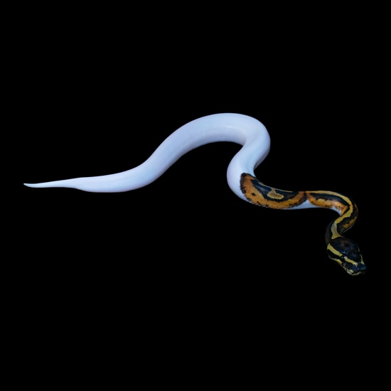Normal Pied Ball Python by Arachnid Shop