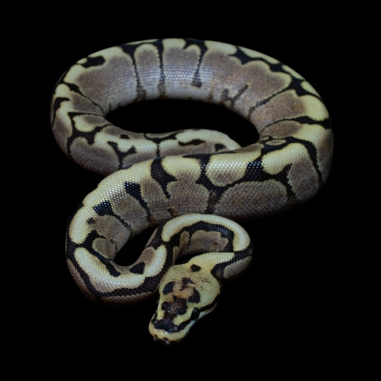 Spider Gravel Yellow Belly Ball Python by Arachnid Shop