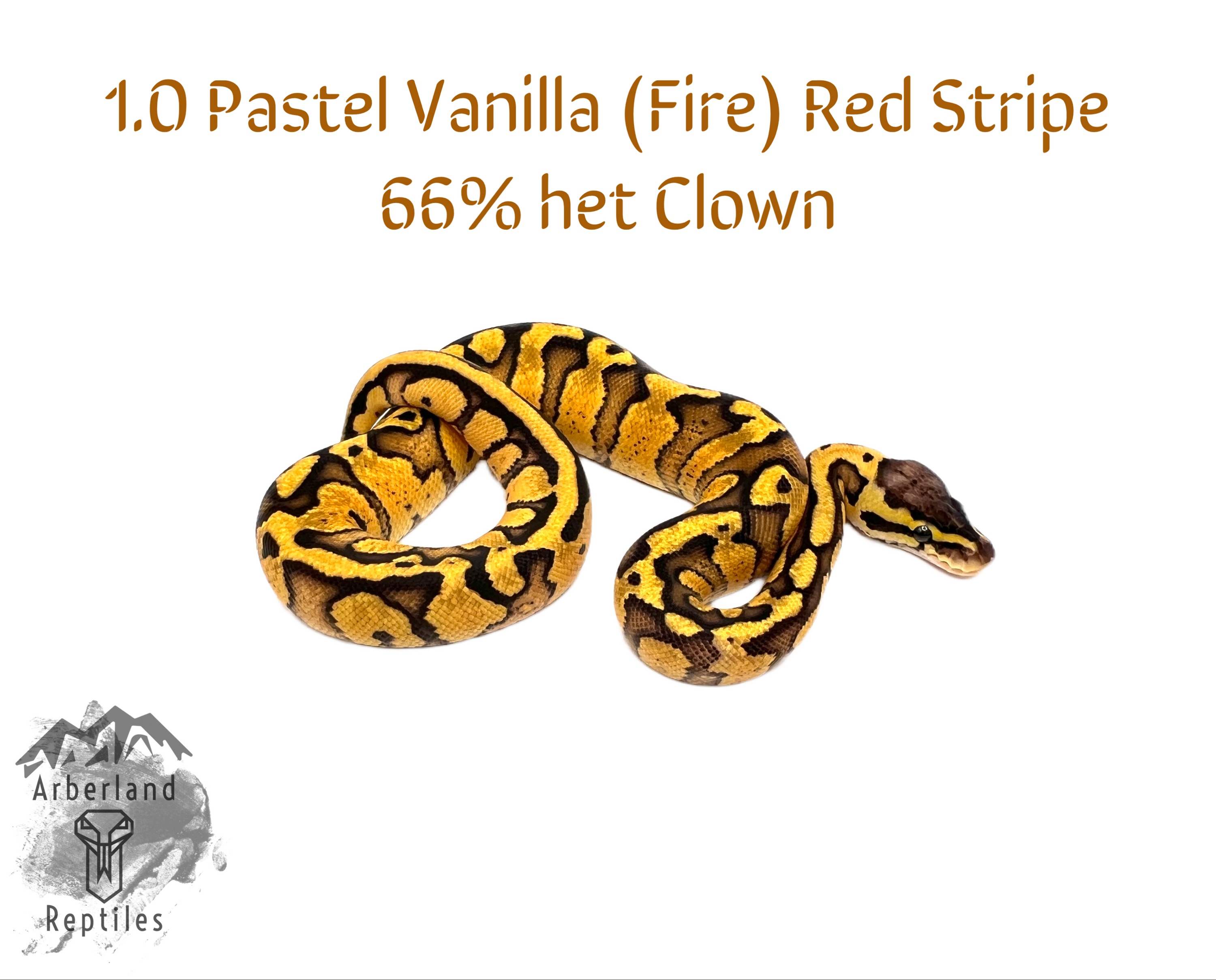 Pastel Vanilla (Fire) Red Stripe 66% Het Clown Ball Pythons by 