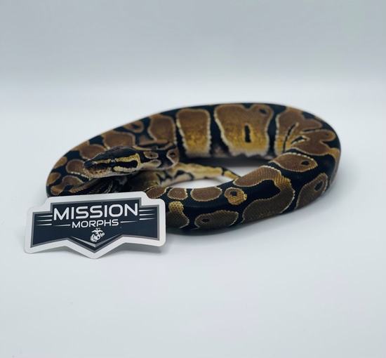 Normal 100% Double Het VPI Axanthic Pied Ball Python by Mission Morphs