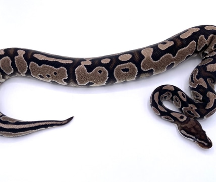 Lesser GHI VPI Axanthic Ball Python by Archie’s Balls - MorphMarket