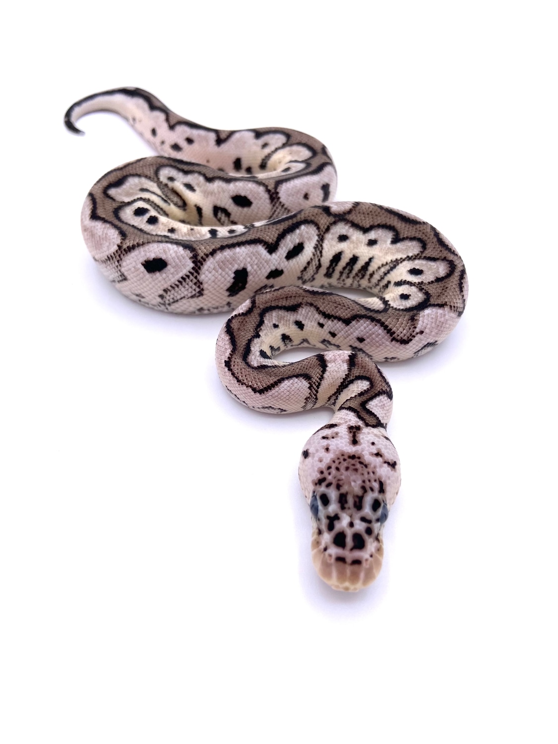 Pastel VPI Axanthic Clown Ball Python by Archie’s Balls - MorphMarket