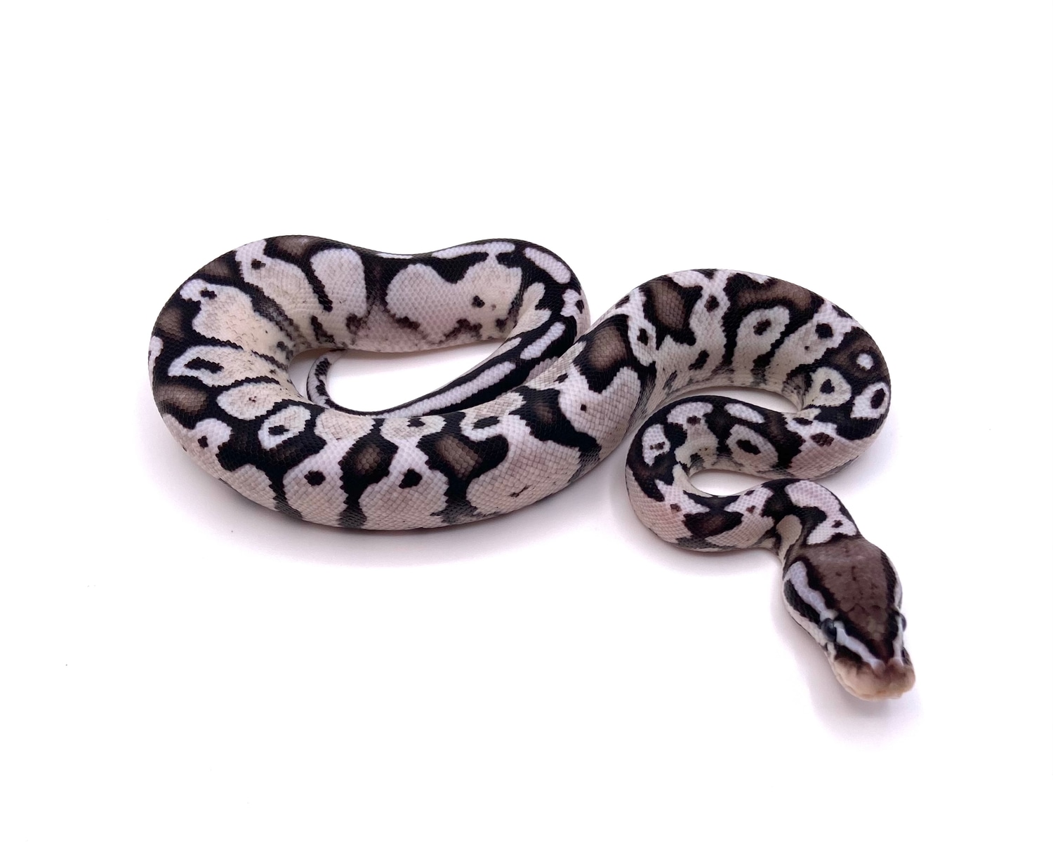 Firefly VPI Axanthic Ball Python by Archie’s Balls - MorphMarket