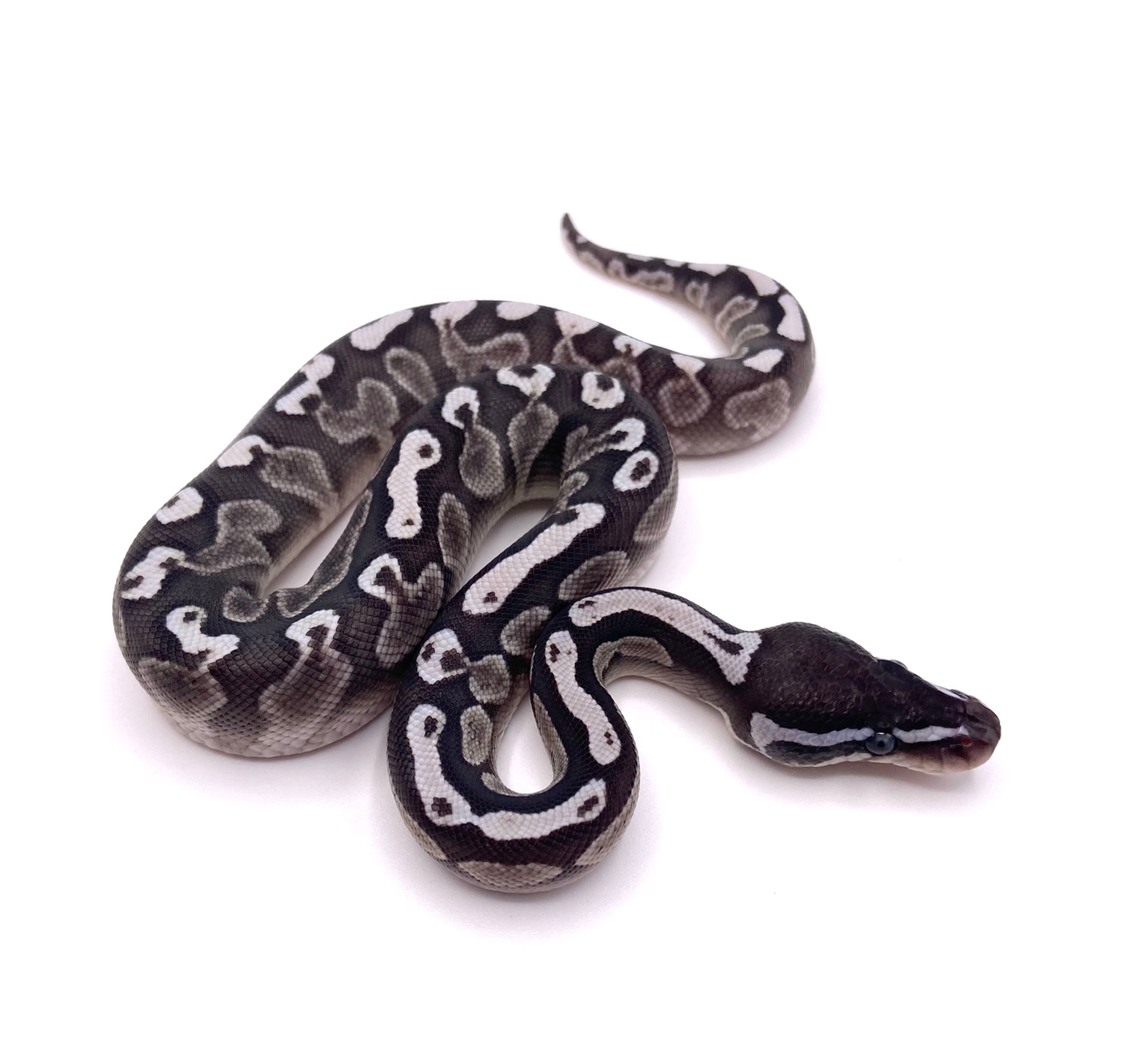 Lesser GHI VPI Axanthic Ball Python by Archie’s Balls - MorphMarket