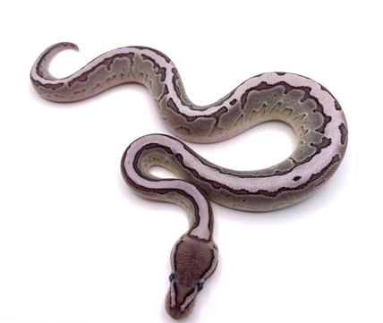 Lesser GHI VPI Axanthic Ball Python by Archie’s Balls - MorphMarket