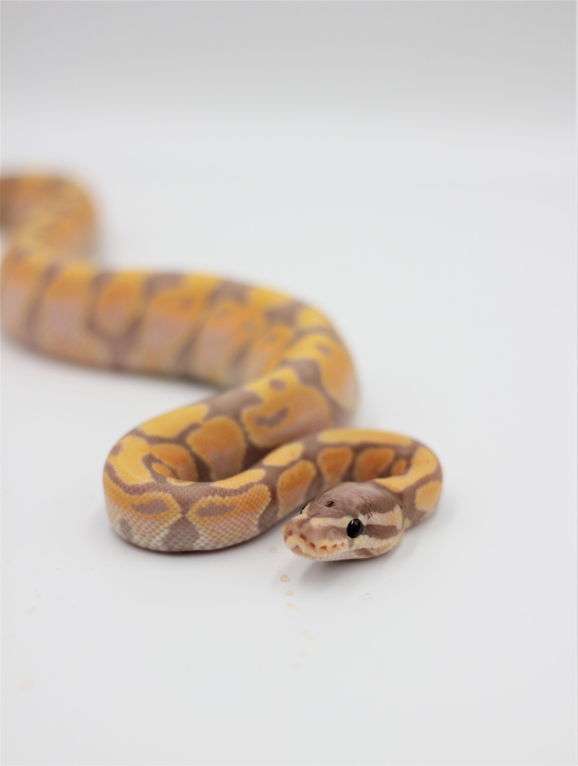 Fire Enchi Banana Ball Python by Archon Reptiles - MorphMarket