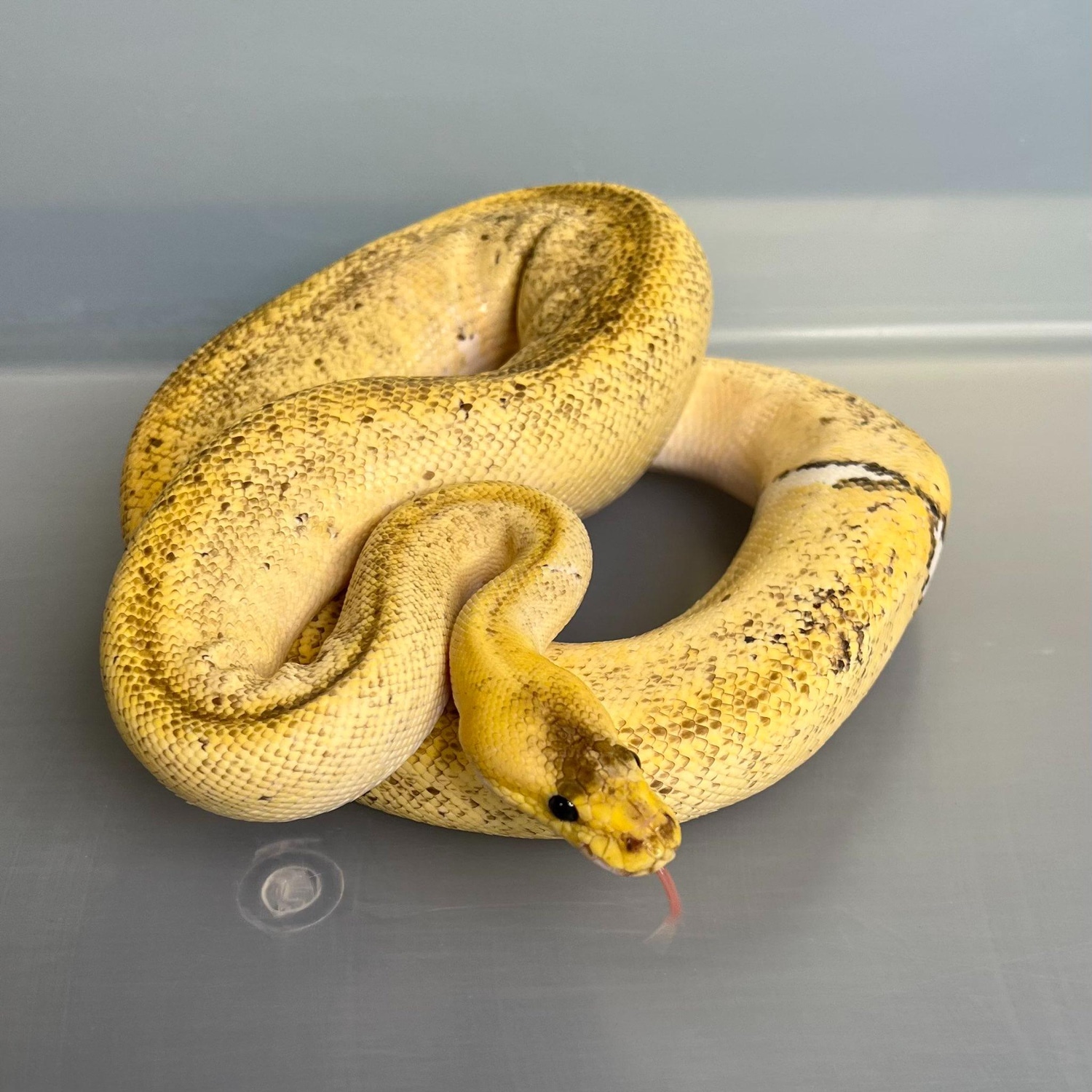Champagne Pastel Het Piebald Ball Python by Arch Reptiles MorphMarket