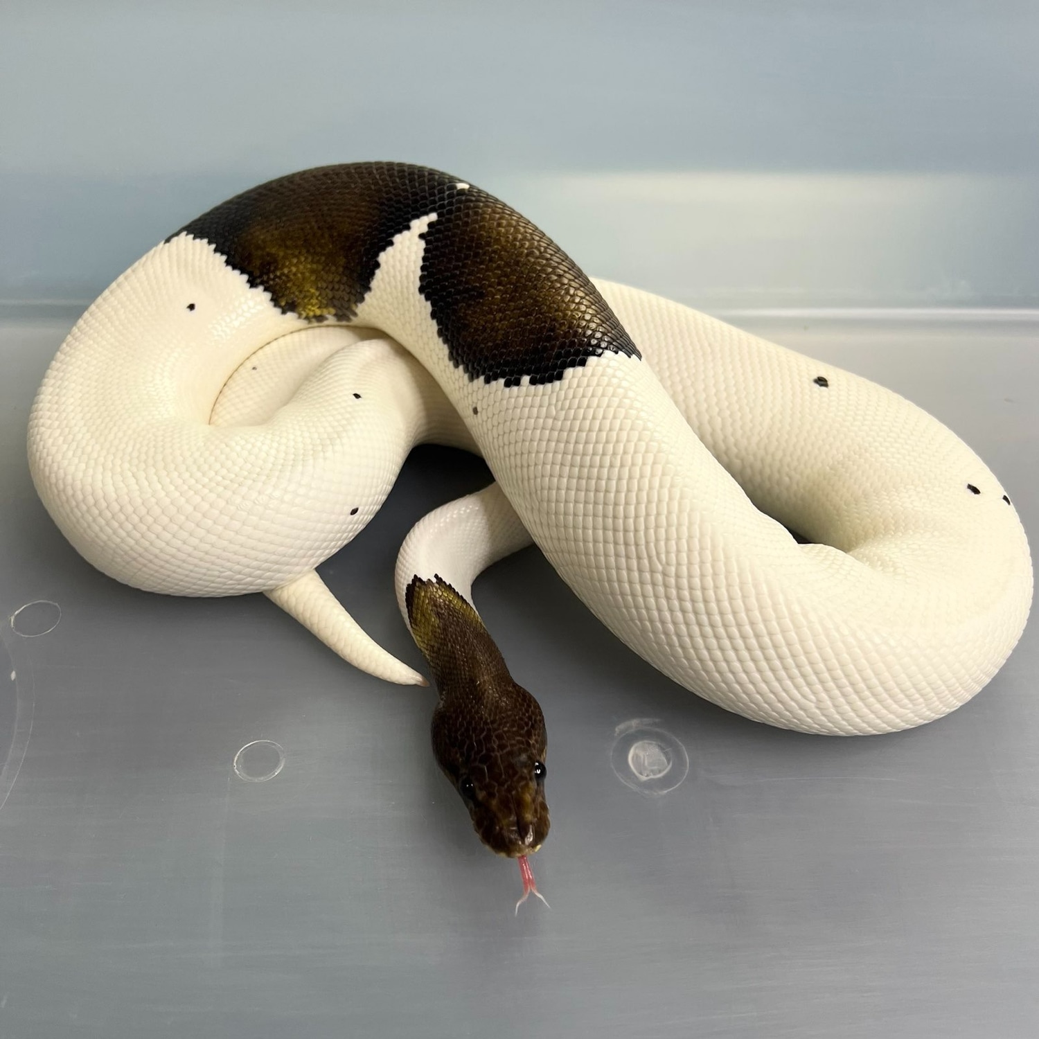 Cinnamon Piebald Ball Python by Arch Reptiles - MorphMarket